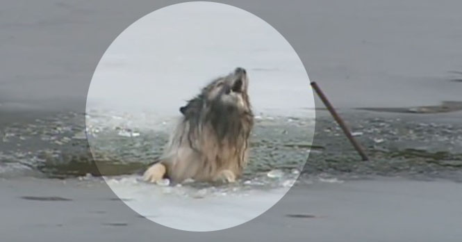 Naboene hørte hunden skrike etter hjelp fra det iskalde vannet. Det neste som skjedde? Utrolig