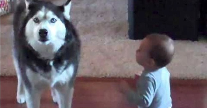Barnet snakker til huskyen – det hunden gjør da får moren til å bryte ut i latter