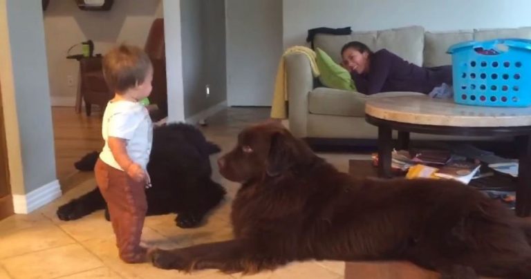 Barnet bøyer seg for å gi hunden et kyss, hundens reaksjon får alle til å le