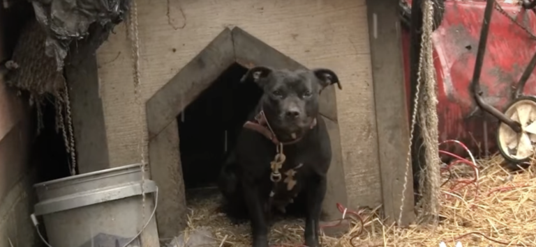Hunden har vært fastbundet lenge – så slippes han fri