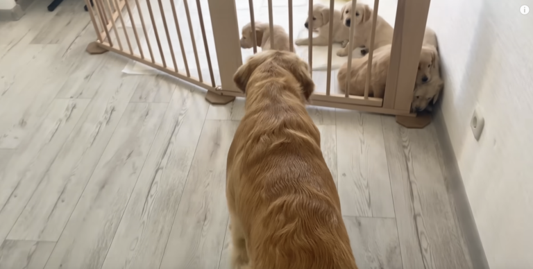 Golden Retrieveren har nettopp blitt pappa – her møter han valpene sine for første gang