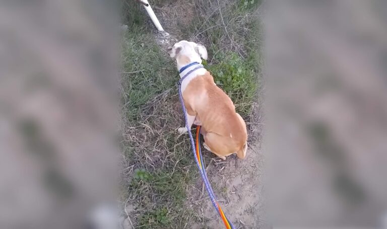 Hun fant en forlatt hund som gråt. Så avslørte hunden sitt gjemmested
