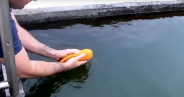 Han slipper fisken fri. Men det fisken gjør da har jeg aldri sett før