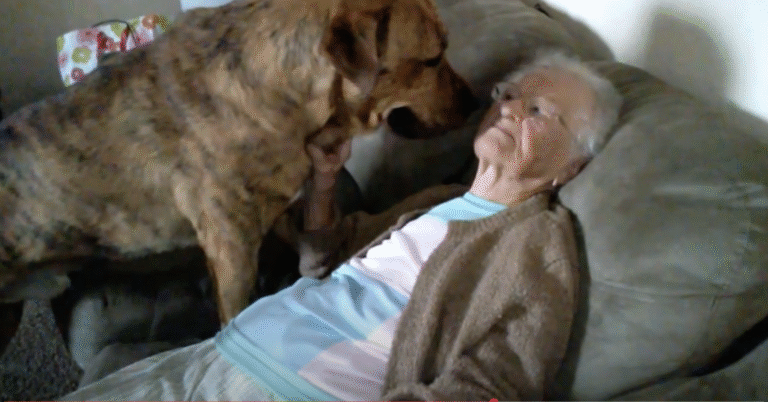 Et hjertevarmt øyeblikk mellom den gamle damen og hunden hennes